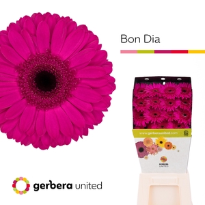 Gerbera Bon Dia Diamond