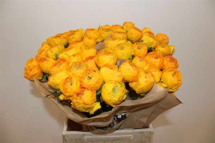 <h4>Ran Cloni Ex Sunrise</h4>