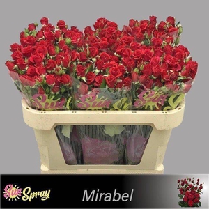 Rosa spray mirabel