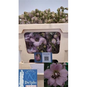DELPH DU SKY SENSATI