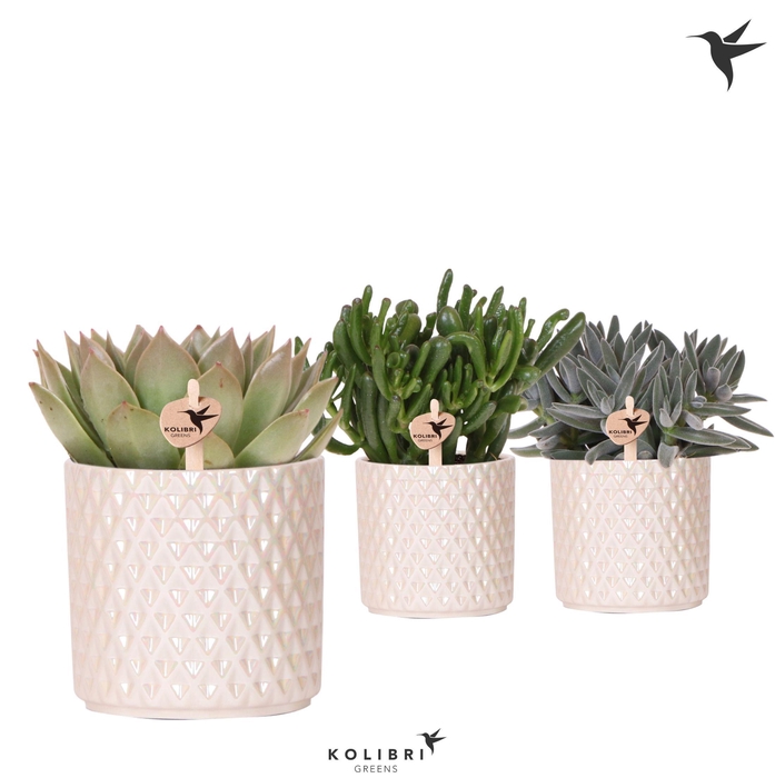 <h4>Kolibri Greens Succulenten mix in Diamond Pearl pot travertine</h4>