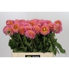 Dahlia Santa Lucia