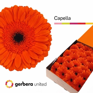 Gerbera Capella Doos
