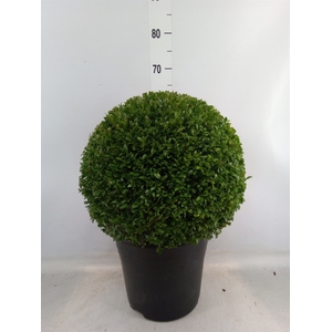 Buxus semp.   ...