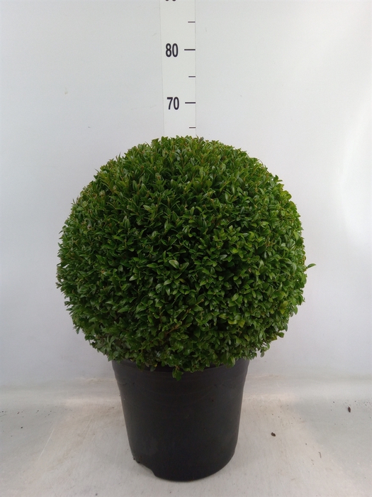 <h4>Buxus semp.   ...</h4>