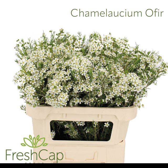 <h4>CHAME UN OFIR</h4>