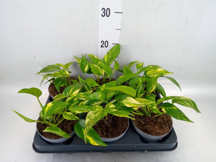 <h4>Epipremnum   ...</h4>