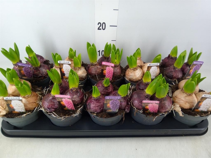 <h4>Hyacinthus orie. 'Pearl'  ...mix  3</h4>