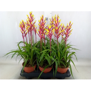 Guzmania  'Misty'
