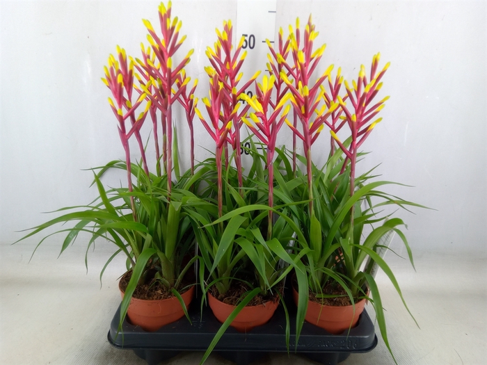 <h4>Guzmania  'Misty'</h4>