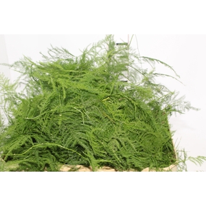 FOLHAGEM ASPARGO PLUMOSO