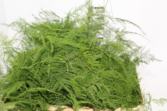 <h4>FOLHAGEM ASPARGO PLUMOSO</h4>