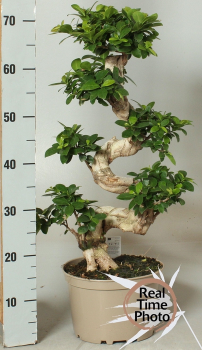 <h4>FIC MI GINSENG</h4>