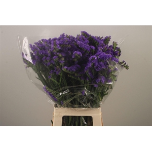 Lim S Crystal Dark Blue