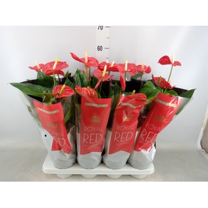 Anthurium andr. 'Madural'