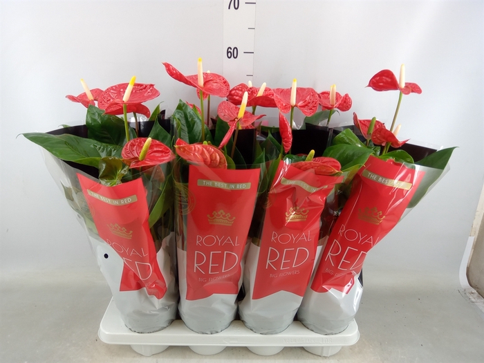 <h4>Anthurium andr. 'Madural'</h4>