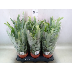 Phlebodium aureum 'Blue Star'