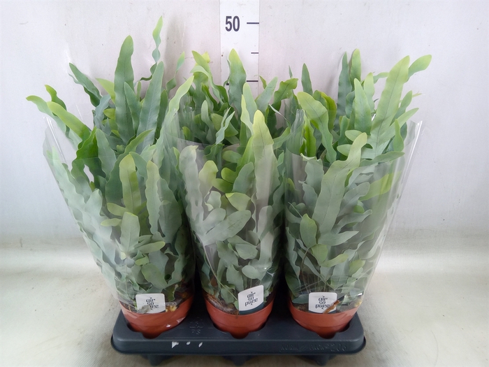 <h4>Phlebodium aureum 'Blue Star'</h4>