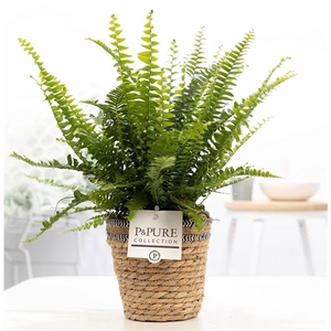 Nephrolepis Green Lady in P&PURE Basket 6