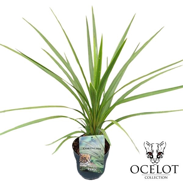 <h4>Cordyline australis 'Peko'</h4>