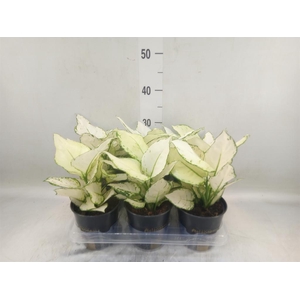 Aglaonema  'White Joy'