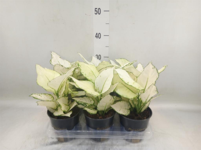 <h4>Aglaonema  'White Joy'</h4>