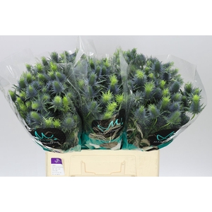 Eryngium Supernova