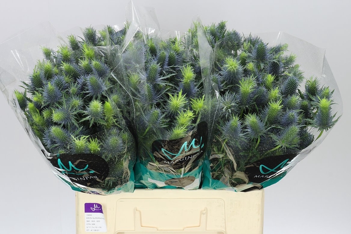 <h4>Eryngium Supernova</h4>