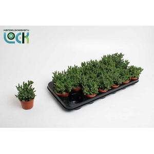 Crassula Rogersii