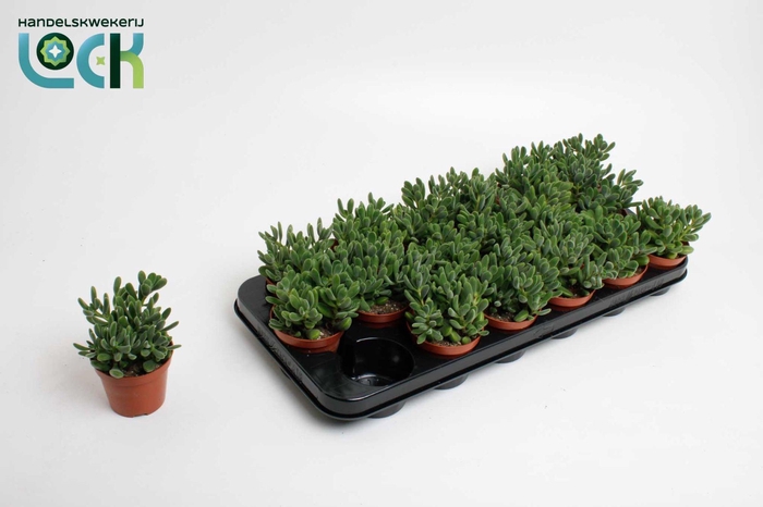 <h4>Crassula Rogersii</h4>