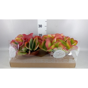 Kalanchoe NF thyrsiflora