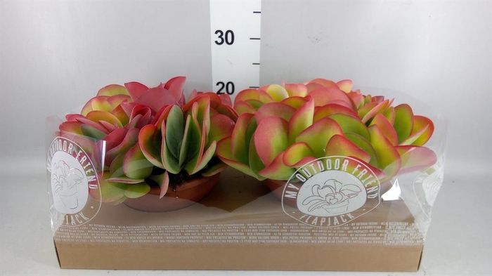 <h4>Kalanchoe NF thyrsiflora</h4>