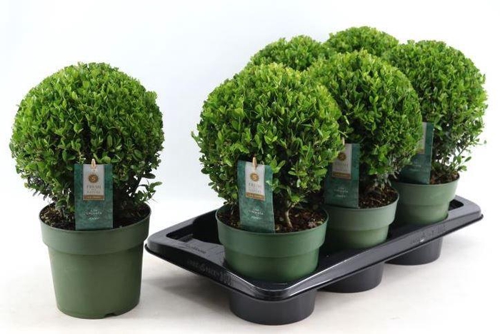 <h4>ILEX CRENATA JENNY</h4>