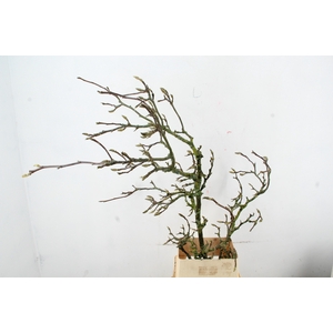 MAGNOLIA GRILLIG PER STEM 150CM