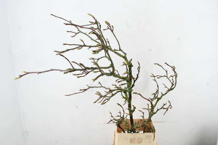 <h4>MAGNOLIA GRILLIG PER STEM 150CM</h4>