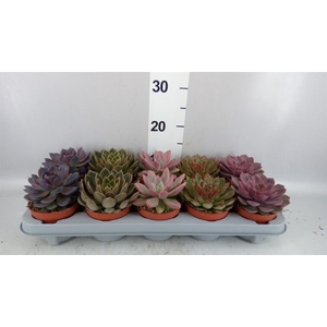 Echeveria   ...mix