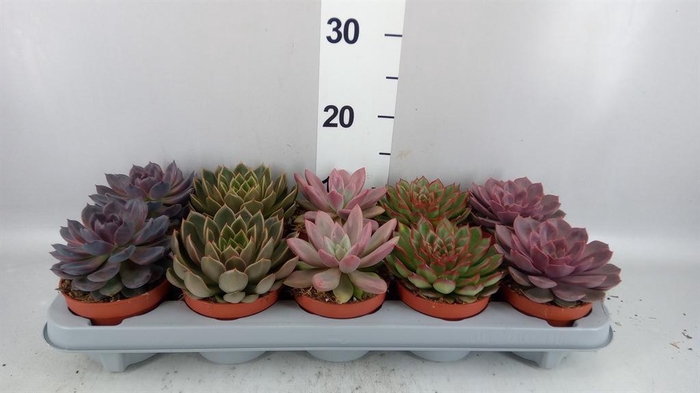 <h4>Echeveria   ...mix</h4>