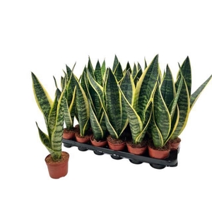 SANSEV FUTURA SUPERB