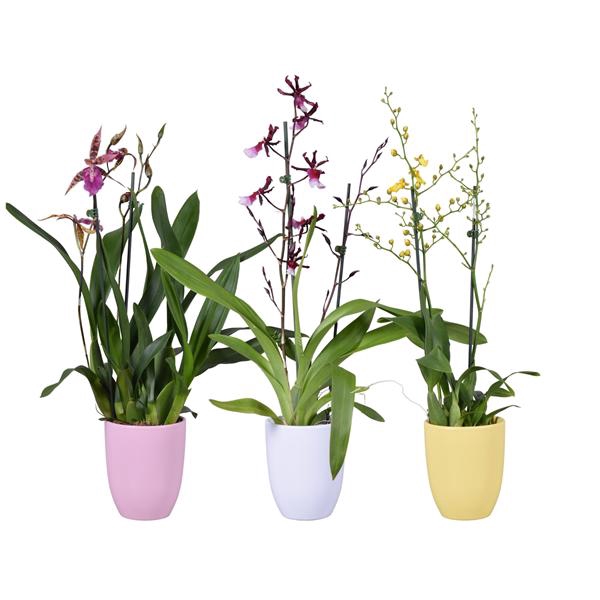 <h4>Summer mix 2 tak in roze, wit en geel keramiek</h4>