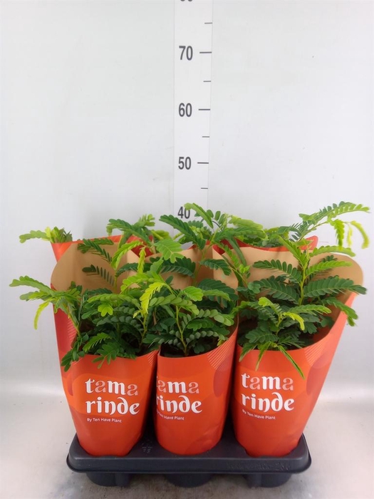 <h4>Tamarindus indica</h4>