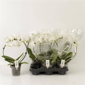 PHAL OV