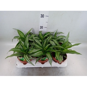 Dracaena frag. 'Kanzi'