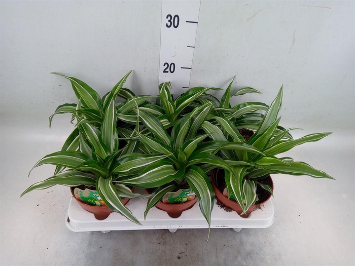 <h4>Dracaena frag. 'Kanzi'</h4>