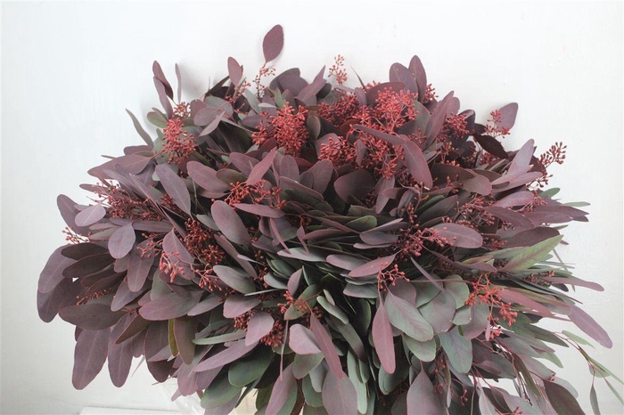 <h4>Euca Populus Berry 300gr Abs Red P Bunch</h4>