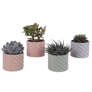 Succulenten mix Ø12cm in Ø14cm Ceramic SE661