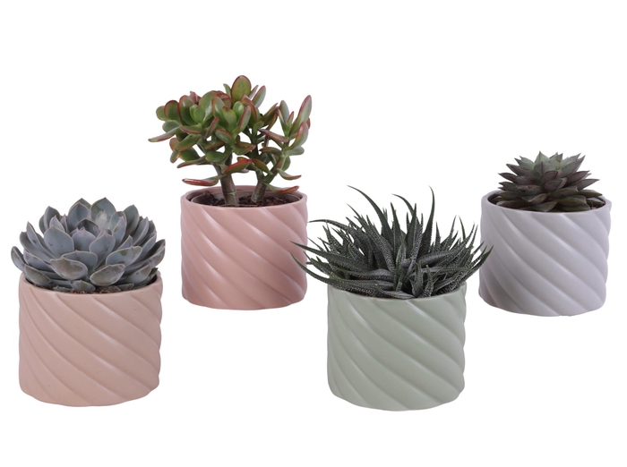 <h4>Succulenten mix Ø12cm in Ø14cm Ceramic SE661</h4>