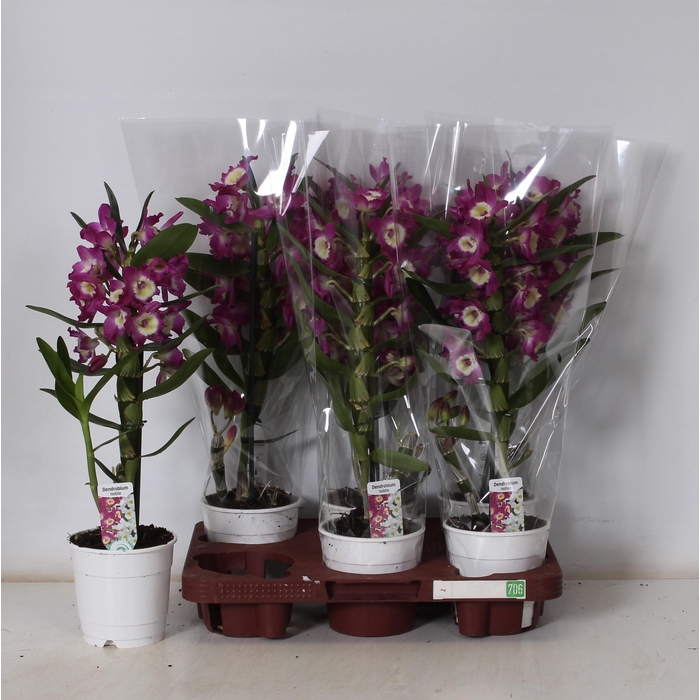 <h4>Dendrobium Nobile 12Ø 45cm 1st 7fl</h4>
