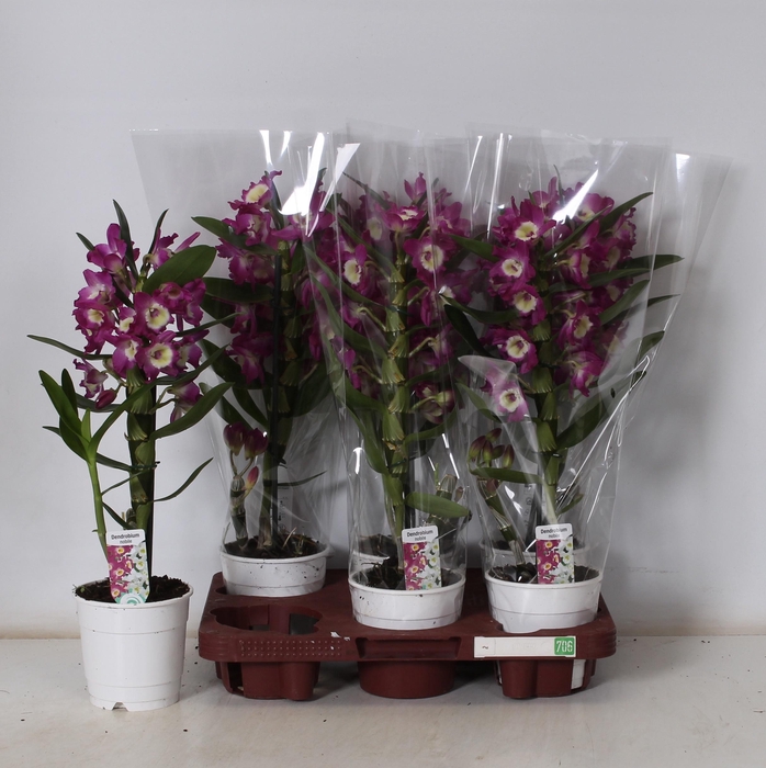 Dendrobium Nobile 12Ø 45cm 1st 7fl