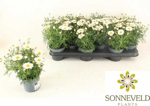 <h4>ARG LA RITA WHITE</h4>