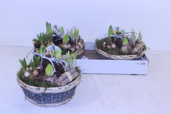 <h4>ARR BOL KNOLGEWAS</h4>